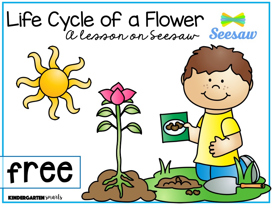 life cycle of a plant for kindergarten